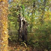 Wo sie keine Gefahren f&uuml;r Besucher darstellen, k&ouml;nnen absterbende B&auml;ume im Bestand verbleiben. &copy; SPSG, M. Hopp