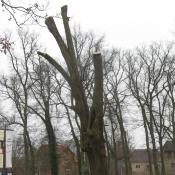 Eink&uuml;rzen von Kronenteilen als lebensverl&auml;ngernde Ma&szlig;nahme &copy; SPSG, M. Hopp