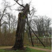 Dieser Torso wird durch St&uuml;tzma&szlig;nahmen erhalten. &copy; SPSG, M. Hopp