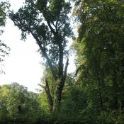 Erhaltung von Biotopholz an Altbäumen © SPSG, M. Hopp