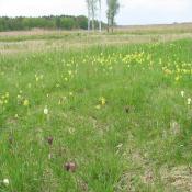 Im Frühjahr blühen auf den wieder hergestellten Feuchtwiesen Schachbrettblume und Schlüsselblume. © SPSG, M. Hopp