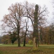 Hochstubben abgestorbener Eichen im Park Sanssouci sind Lebensraum des Heldbocks © R. Kreutz