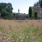 Artenreiche Magerrasen am Neuen Palais &copy; M. von der Lippe