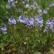 Niederliegender Ehrenpreis (Veronica prostrata) konnte erfolgreich auf den Tochterflächen am Ruinenberg angesiedelt werden. © A. Herrmann