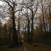 Die Eichendoppelallee in Gudow &copy; LfD SH, M. Hopp
