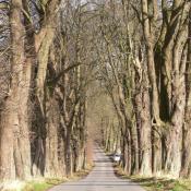 Die Kastanienallee in Kletkamp. © LfD SH, M. Hopp