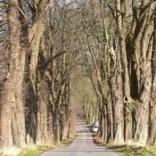 Die Kastanienallee in Kletkamp. &copy; LfD SH, M. Hopp