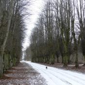 Die Lindendoppelallee in Farve. © LfD SH, M. Hopp