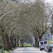 Die Platanenallee in Kiel-Holtenau am Nord-Ostsee-Kanal. &copy; LfD SH, M. Hopp