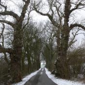 Die Schwarzpappel-Allee in Bliestorf. &copy; LfD SH, M. Hopp