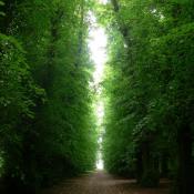 Die Wasserallee, eine Lindendoppelallee in Ascheberg. &copy; LfD SH, M. Hopp