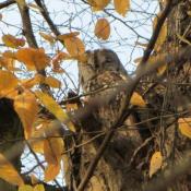 Altbäume sind Lebensraum für den Waldkauz. © SPSG, M. Hopp