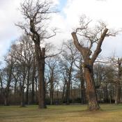 Vom Heldbock besiedelte Alteichen k&ouml;nnen durch gezielte Schnittma&szlig;nahmen erhalten werden. &copy; SPSG, M. Hopp