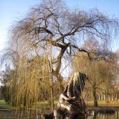 Trauerweiden-Torso im Unteren Schlossgarten &copy; A. Hindersin