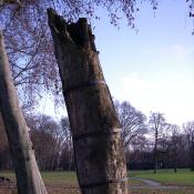 PlatanenTorso mit stabilisierenden Stahlb&auml;ndern als Lebensraum f&uuml;r Totholzbewohner &copy; A. Hindersin