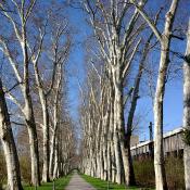 Gesch&uuml;tzte  Platanenallee im Unteren Schlossgarten mit altem Baumbestand inmitten der Gro&szlig;stadt &copy; C. Hartmann