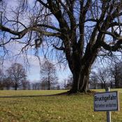 Einz&auml;unung mit Hinweistafel an alter Ross-Kastanie &copy; A. Hindersin