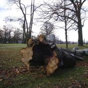Abgelegte morsche Rot-Buche als Lebensraum f&uuml;r Totholzbewohner &copy; A. Hindersin