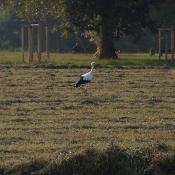 Storch auf Nahrungssuche im frisch gemähten Heu © R. Jablonski