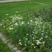 Blühende Schmetterlingswiese an der alten Meierei © BUND Baden-Württemberg