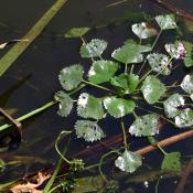 Wassernuss (Trapa natans) im Gro&szlig;k&uuml;hnauer Landschaftspark &copy; M. Pannach