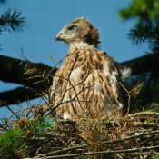 Junger Habicht auf dem Horst - eine streng gesch&uuml;tzte Art, die auch in gro&szlig;en Parkanlagen vorkommt.&copy; NABU Berlin