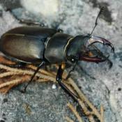 Der Hirschkäfer - eine der auffälligen streng geschützten Holzkäferarten. © N. A. Klöhn