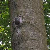 Hohltaube in Schwarzspechth&ouml;hle - eine von verschiedenen Arten genutzte Lebensst&auml;tte.&copy; N. A. Kl&ouml;hn