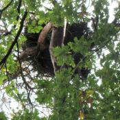 Horstplatz eines M&auml;usebussards - gesch&uuml;tzte Lebensst&auml;tte. &copy; A. von L&uuml;hrte