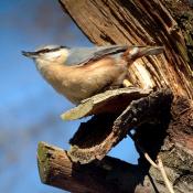 Der Kleiber ist eine nach Bundesnaturschutzgesetz besonders gesch&uuml;tzte Art. &copy; P. Horn