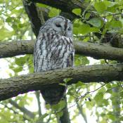 Waldkauz - streng gesch&uuml;tzte Art nach Bundesnaturschutzgesetz. &copy; H.-J. Storck