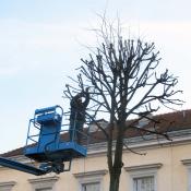 Schonender Form- und Pflegeschnitt im Schlosspark Charlottenburg. © A. von Lührte