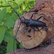 Der seltene Heldbock (Cerambyx cerdo) eine streng geschützte FFH-Art.  © G. C. Möller 