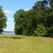 FFH-Lebensraumtyp Flachland-M&auml;hwiese auf der Pfaueninsel. &copy; A. Rockinger