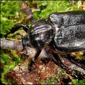 Der Eremit - oft unerkannt lebender Bewohner vermulmter Baumhöhlen und prioritäre FFH-Art.  © G. C. Möller