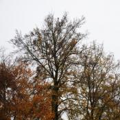 Sch&uuml;ttere Kronen - Pfleger&uuml;ckstand. &copy; N. A. Kl&ouml;hn