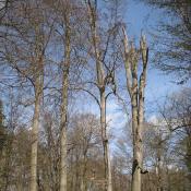 Altbuchen im Bucher Park - wertvolle Biotopbäume und zugleich ein Problem für die Verkehrssicherung.© A. von Lührte 