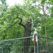 Durch Absperrung geschützter Torso einer Heldbockeiche im Schlosspark Niederschönhausen.© U. Kielhorn 