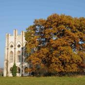 Alteiche an der Meierei auf der Pfaueninsel. &copy; N. A. Kl&ouml;hn