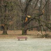 Gefährlicher Astbruch in der Nähe einer Bank. © N. A. Klöhn