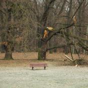 Gef&auml;hrlicher Astbruch in der N&auml;he einer Bank. &copy; N. A. Kl&ouml;hn