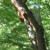 Stammbruch infolge intensiver Holzzersetzung mit erkennbarem Pilzfruchtk&ouml;rper -Gefahrenquelle am Weg. &copy; A. von L&uuml;hrte