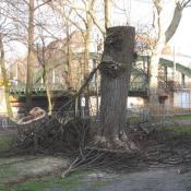 Notwendige Kopfbaumpflege bei hohler Linde - möglicherweise geschützter Lebensraum. © A. von Lührte