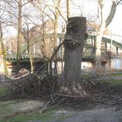 Notwendige Kopfbaumpflege bei hohler Linde - m&ouml;glicherweise gesch&uuml;tzter Lebensraum. &copy; A. von L&uuml;hrte
