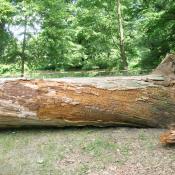 Umgezogener toter Stamm -  im Wurzelbereich fanden sich Eremitenlarven. &copy; A. von L&uuml;hrte