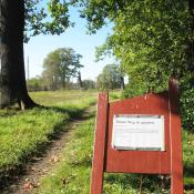 Vorübergehende Wegesperrung an astbruchgefährdeter Alteiche im Park Wiesenburg. © A. von Lührte